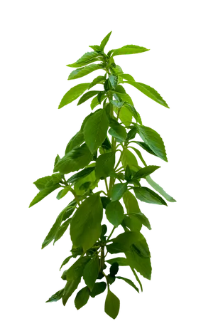 Fresh Basil Plant Grey Background.png