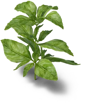 Fresh Basil Plant Isolated.png PNG image
