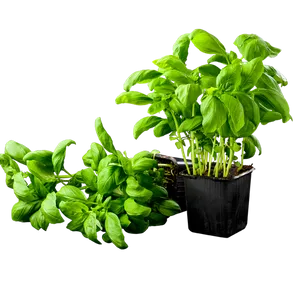 Fresh Basil Plantin Pot PNG image