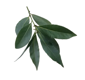 Fresh Bay Leaves Against Black Background PNG image