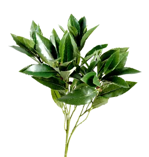 Fresh Bay Leaves Against Black Background.jpg PNG image