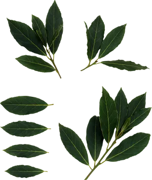 Fresh Bay Leaves Against Black Background PNG