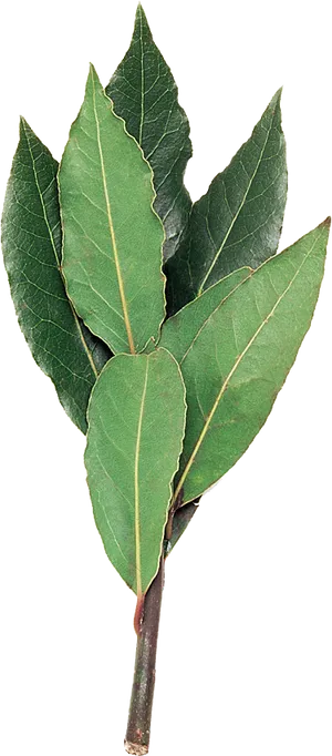 Fresh Bay Leaves Against Black Background PNG image