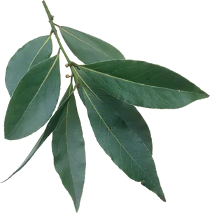 Fresh Bay Leaves Branch PNG
