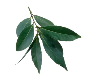 Fresh Bayleaf Sprig Black Background PNG