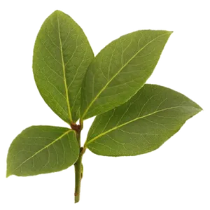 Fresh Bayleaf Sprig Isolated PNG