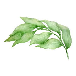 Fresh Bayleafon Black Background PNG image