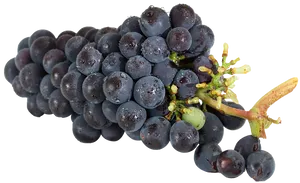 Fresh Black Grapeswith Water Droplets PNG image