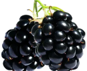 Fresh Blackberry Cluster PNG image