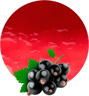 Fresh Blackcurrant Cluster Red Background.png PNG image