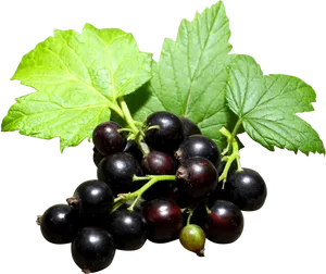 Fresh Blackcurrant Clusterwith Leaves PNG