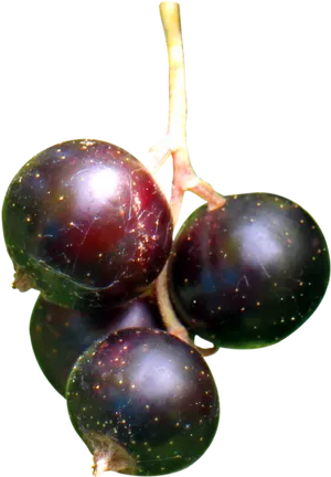 Fresh Blackcurrantson Stem PNG