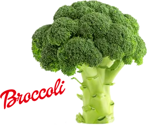 Fresh Broccoli Isolated PNG image