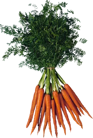 Fresh Bunchof Carrots PNG image