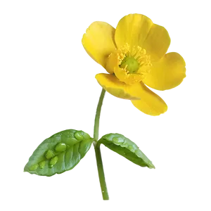 Fresh Buttercup PNG 93