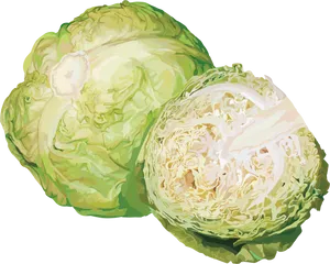 Fresh Cabbageand Half Cut Illustration PNG image