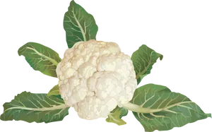 Fresh Cauliflower With Leaves PNG image