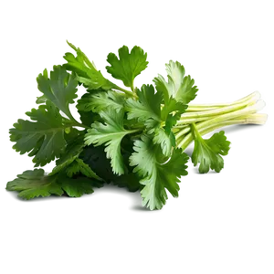 Fresh Cilantro Png Fdj PNG image