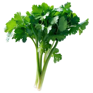 Fresh Cilantro Png Nho30 PNG image