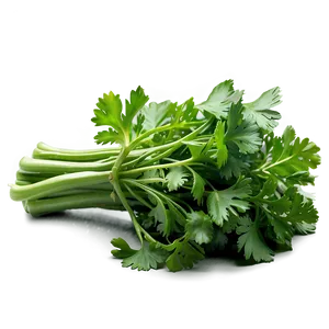 Fresh Cilantro Png Qha PNG image