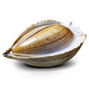 Fresh Clam Png 94 PNG image
