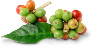 Fresh Coffee Cherrieson Leaf PNG image