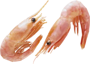 Fresh Cooked Shrimp Transparent Background