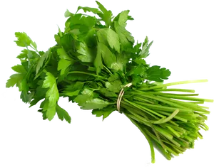 Fresh Coriander Bunch.png PNG image
