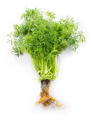 Fresh Coriander Bunch With Roots.png PNG image