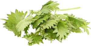 Fresh Coriander Leaves Isolated PNG image