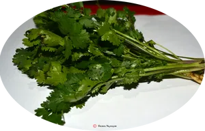 Fresh Coriander Leaveson Plate PNG image