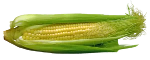 Fresh Corn Cobon Black Background PNG image