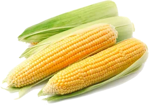 Fresh Corn Cobson Black Background.jpg PNG image