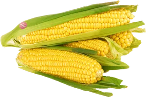 Fresh Corn Cobswith Husks PNG image