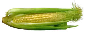 Fresh Corn Cobwith Husk PNG image