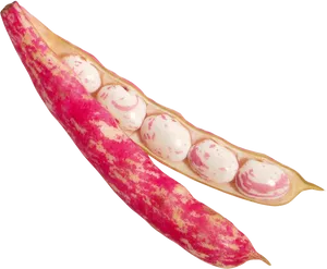 Fresh Cranberry Beansin Pod PNG image