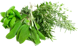 Fresh Culinary Herbs Bundle PNG