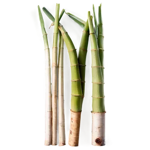 Fresh Cut Sugarcane Selection PNG 06262024 PNG