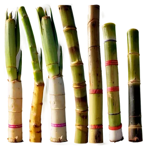 Fresh Cut Sugarcane Selection PNG Qof89 PNG