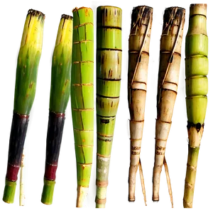 Fresh Cut Sugarcane Selection PNG Tws41 PNG