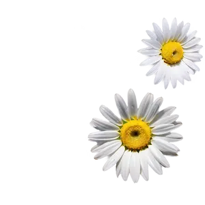 Fresh Daisy Png 45 PNG image