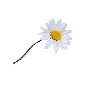 Fresh Daisy Png Dhi PNG image