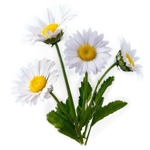 Fresh Daisy Png Xbp4 PNG image