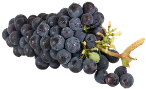 Fresh Dark Grapes Cluster.jpg PNG image