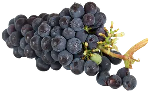 Fresh Dewy Black Grapes Cluster.jpg PNG image