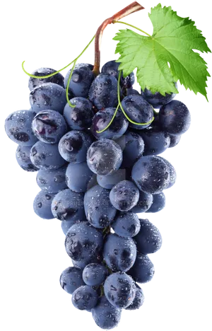 Fresh Dewy Black Grapes