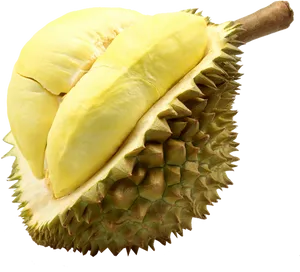Fresh Durian Fruit Segment.png PNG image