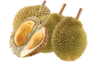 Fresh Durian Fruitand Seed Pods PNG image
