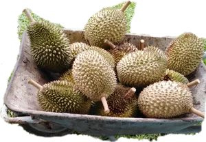 Fresh Durian Fruitsin Basket PNG image