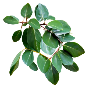 Fresh Eucalyptus Leaves Png Sll83 PNG image